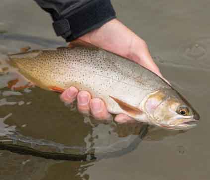 hand holding fish at water's surface